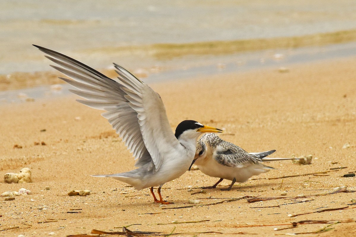 Least Tern - ML465765691