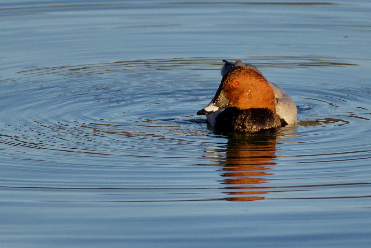 Common Pochard - ML465765711