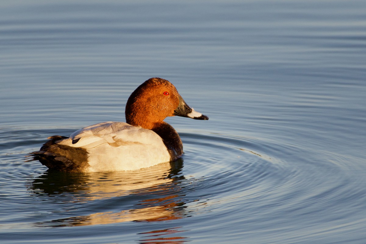 Common Pochard - ML465765721