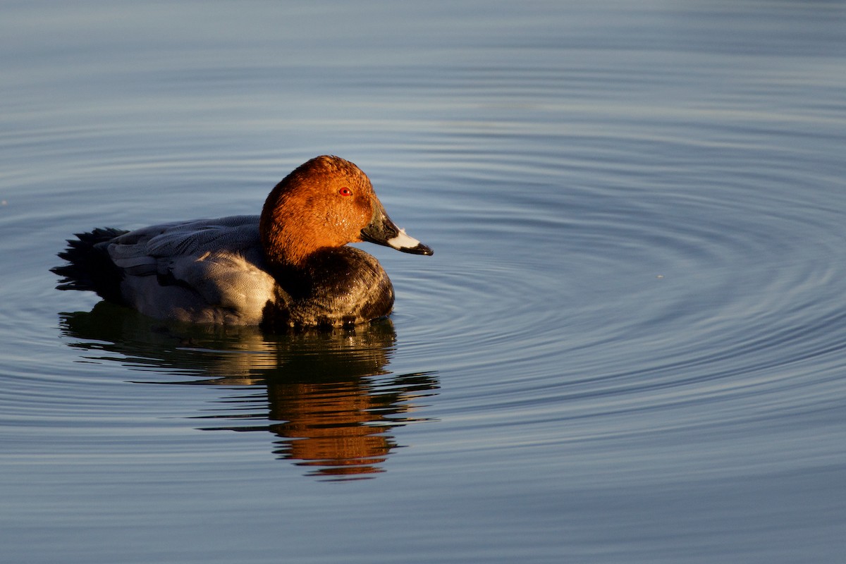 Common Pochard - ML465765731