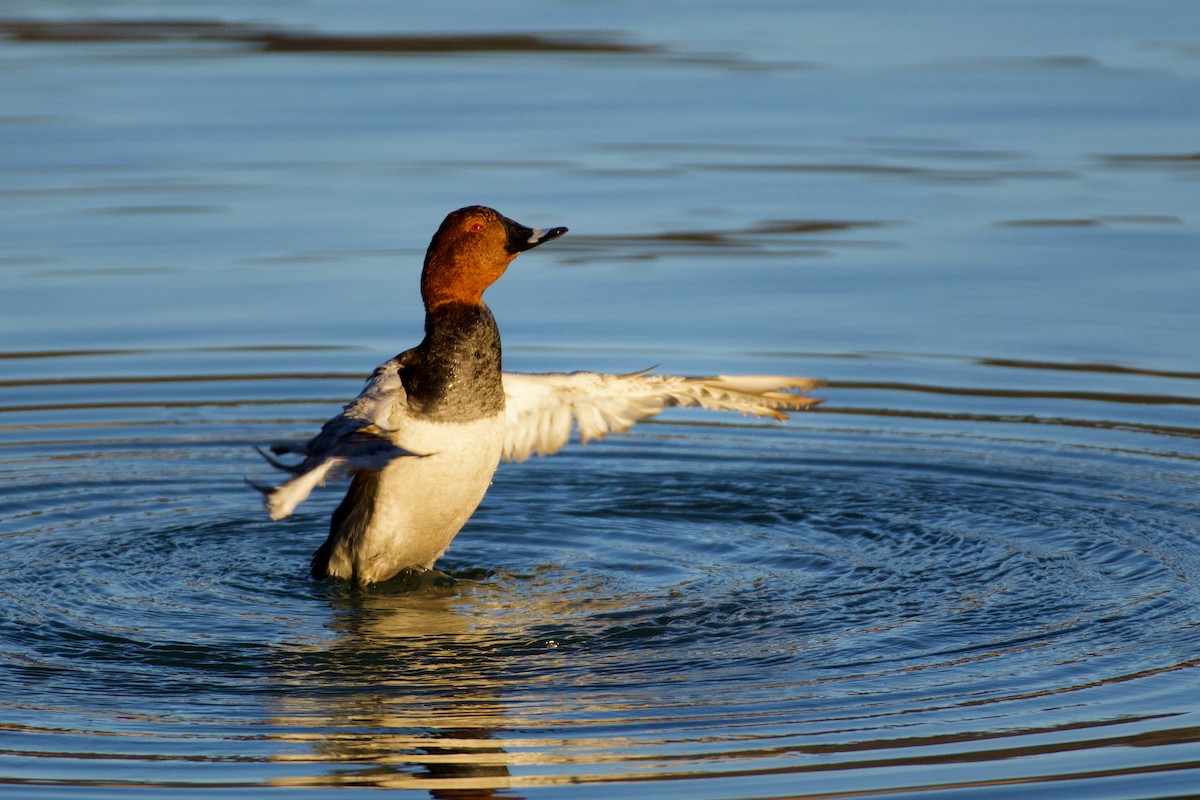 Common Pochard - ML465765741