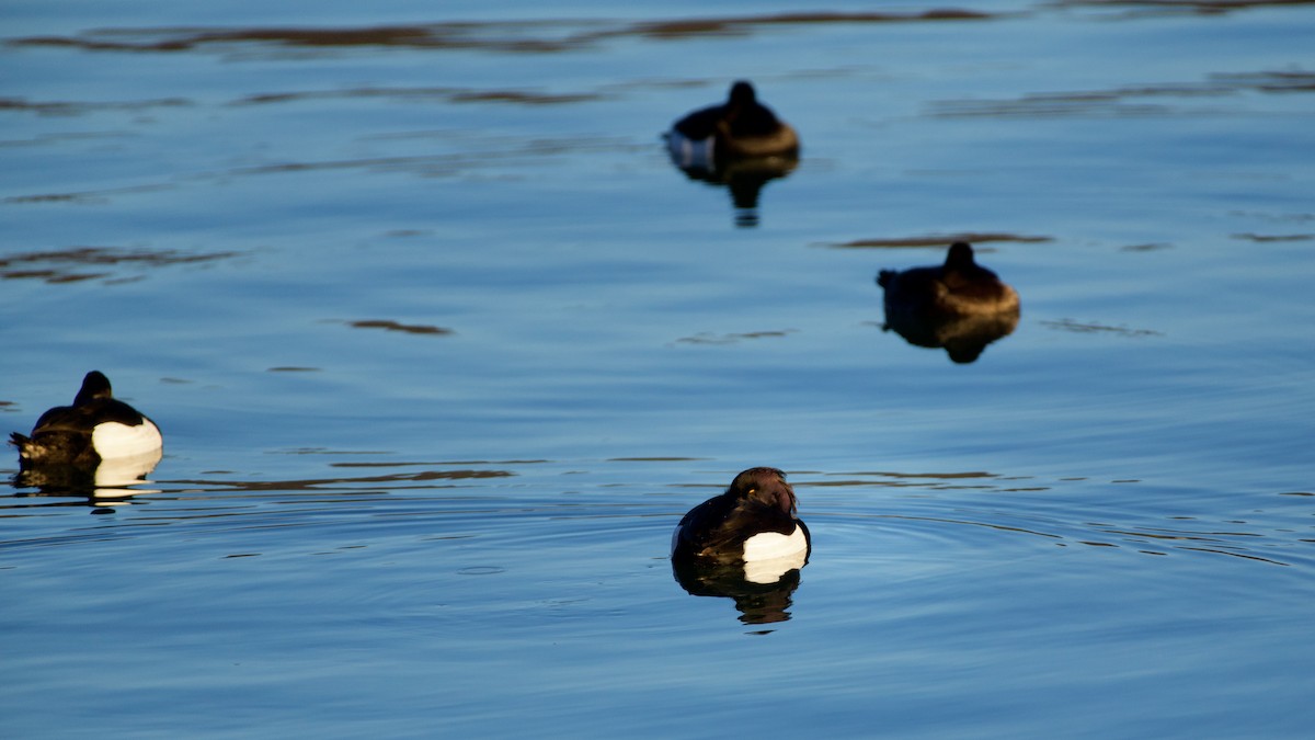 Tufted Duck - ML465766311