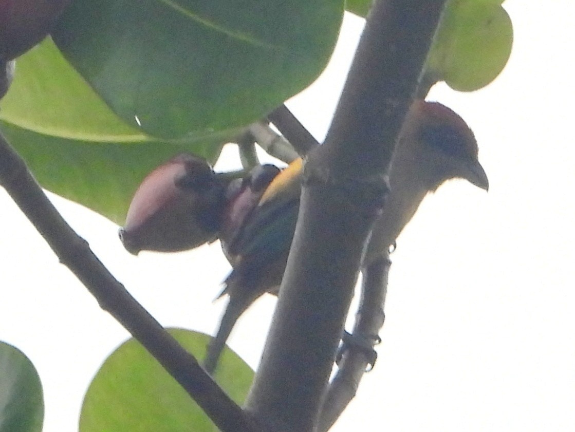 Lesser Antillean Tanager (St. Vincent) - bob butler