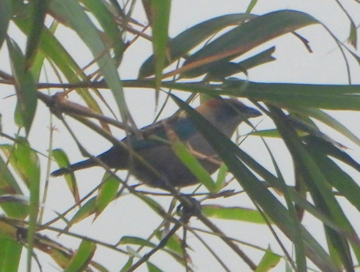 Lesser Antillean Tanager (St. Vincent) - ML465766501