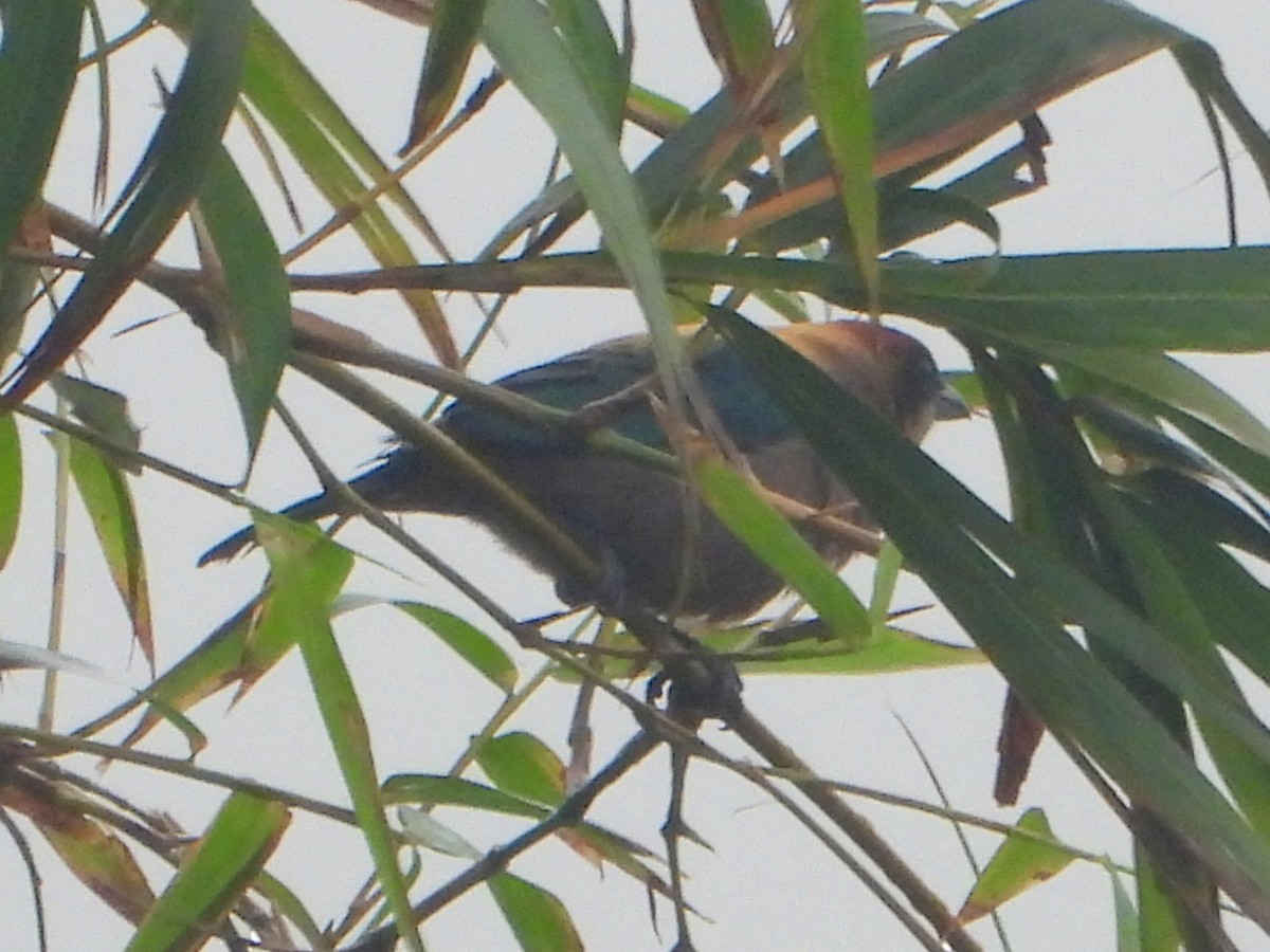 Lesser Antillean Tanager (St. Vincent) - bob butler