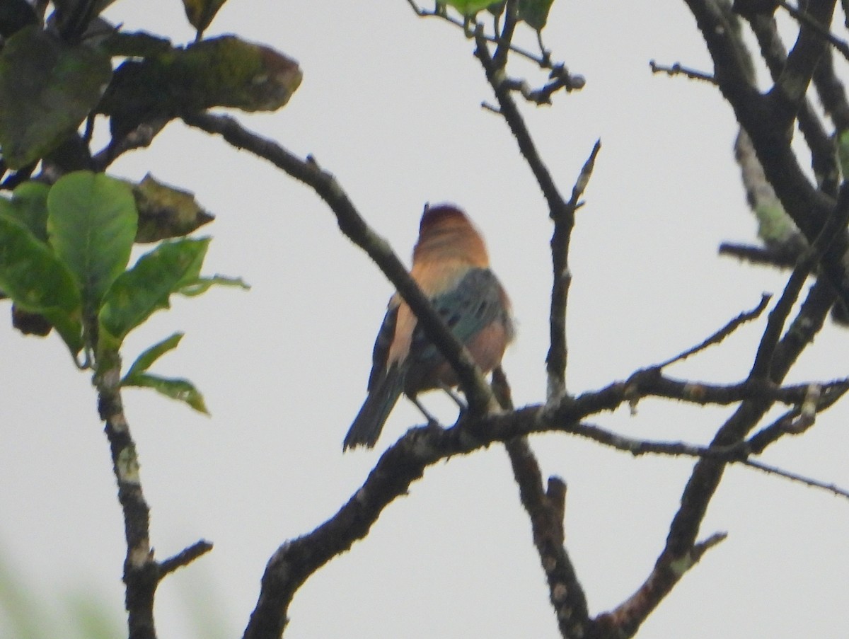 Lesser Antillean Tanager (St. Vincent) - bob butler