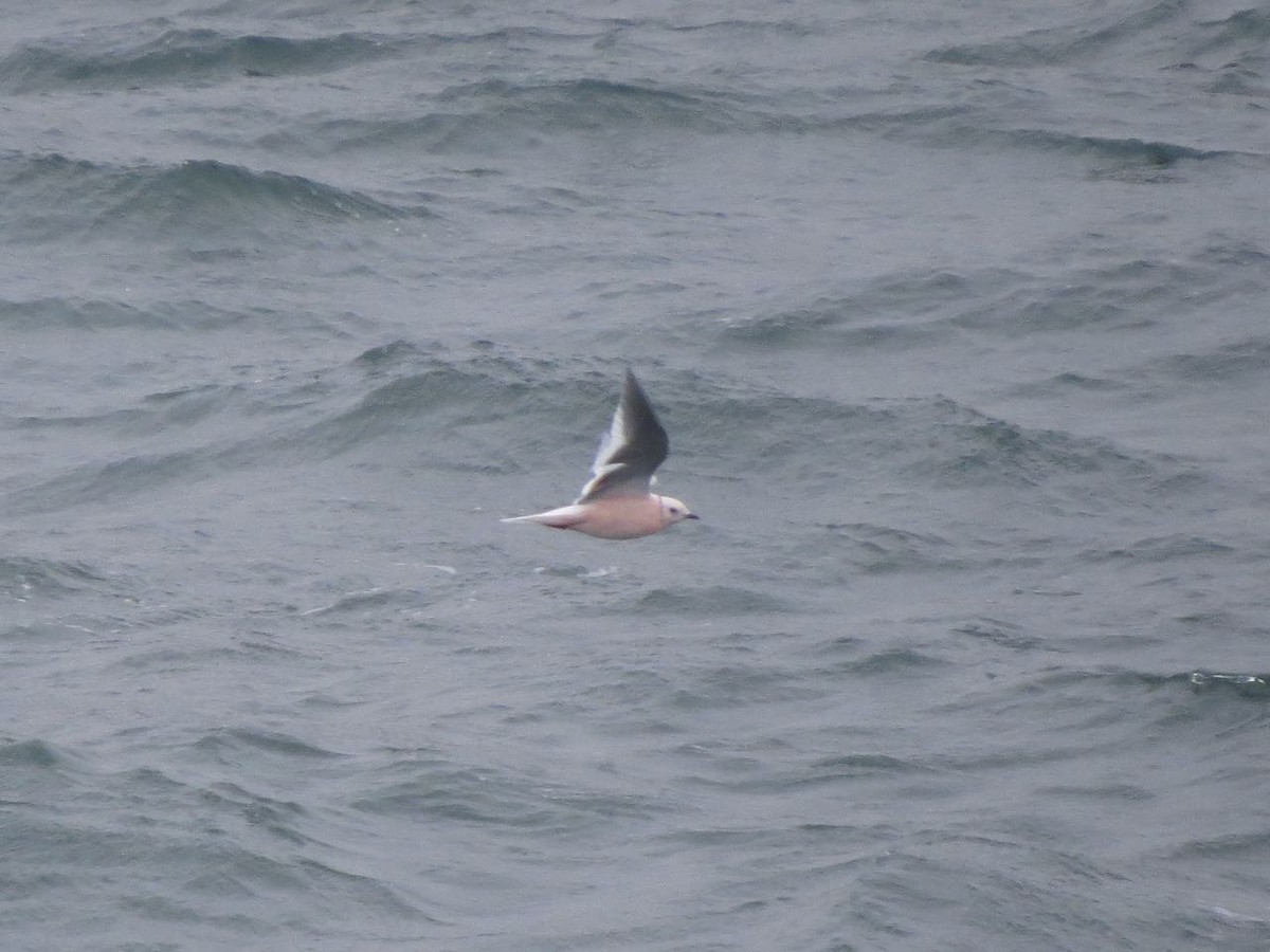 Ross's Gull - ML46576741