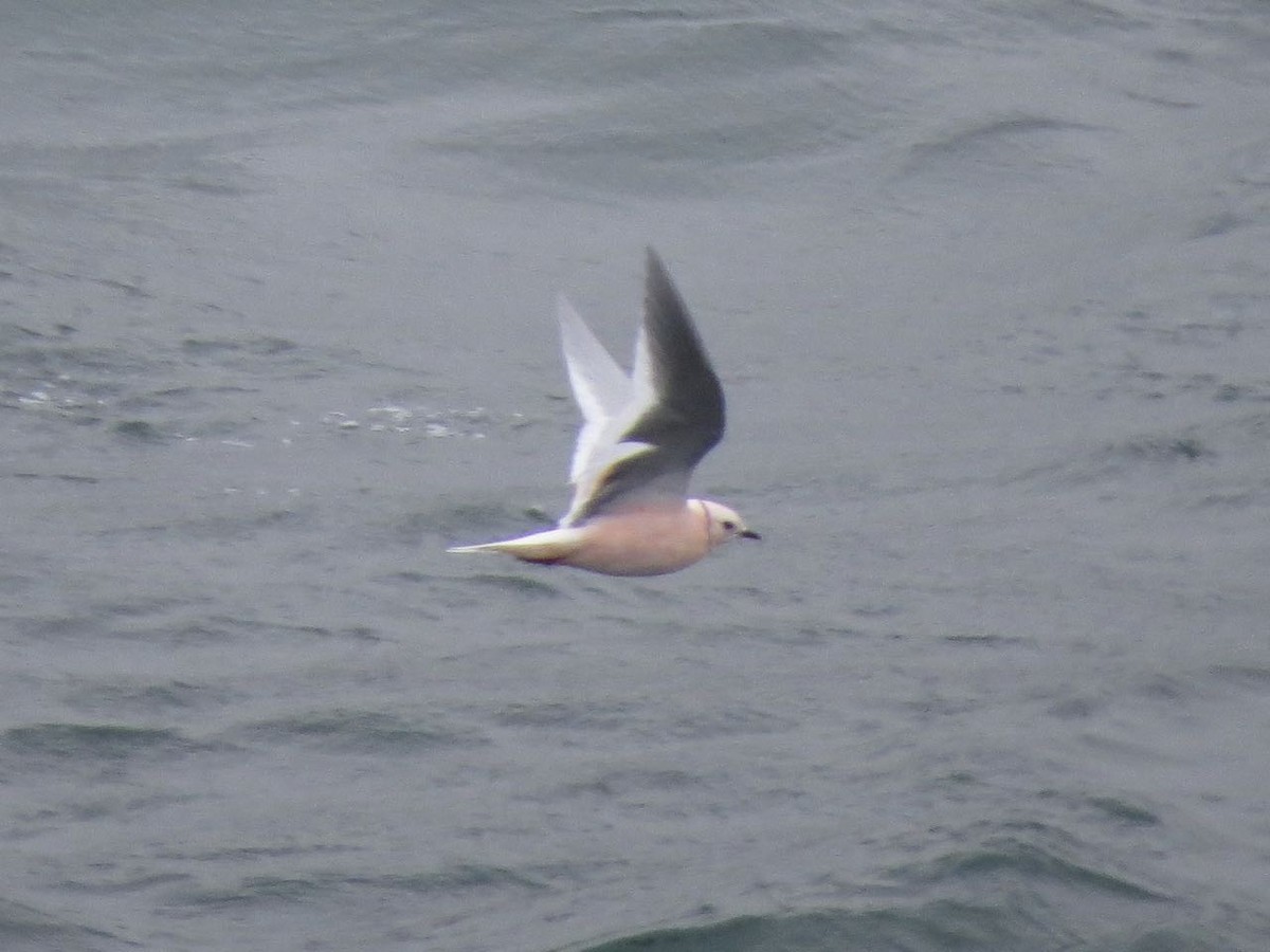 Ross's Gull - ML46576751