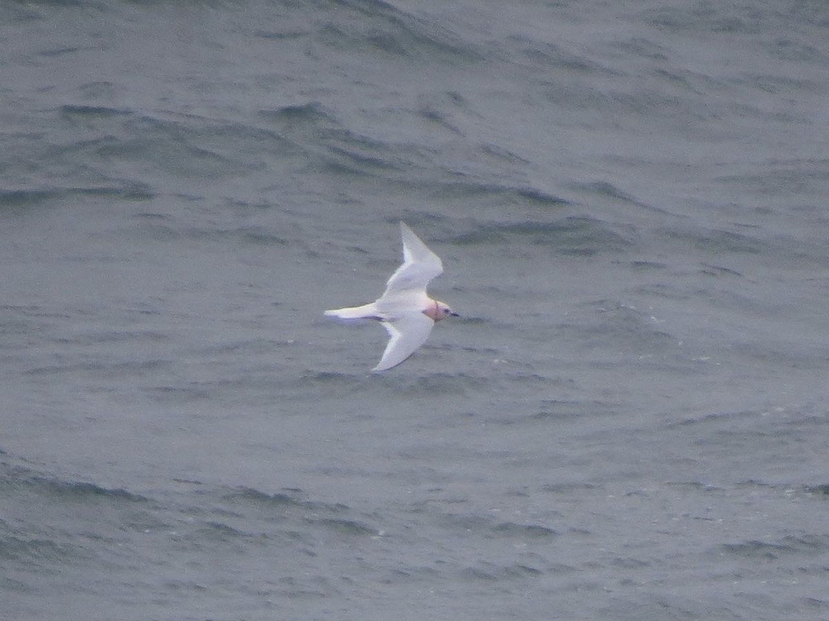 Ross's Gull - ML46576761