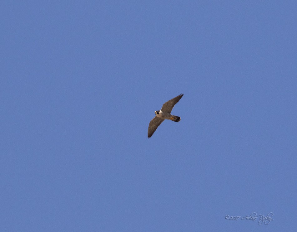 Peregrine Falcon - Arlene Ripley