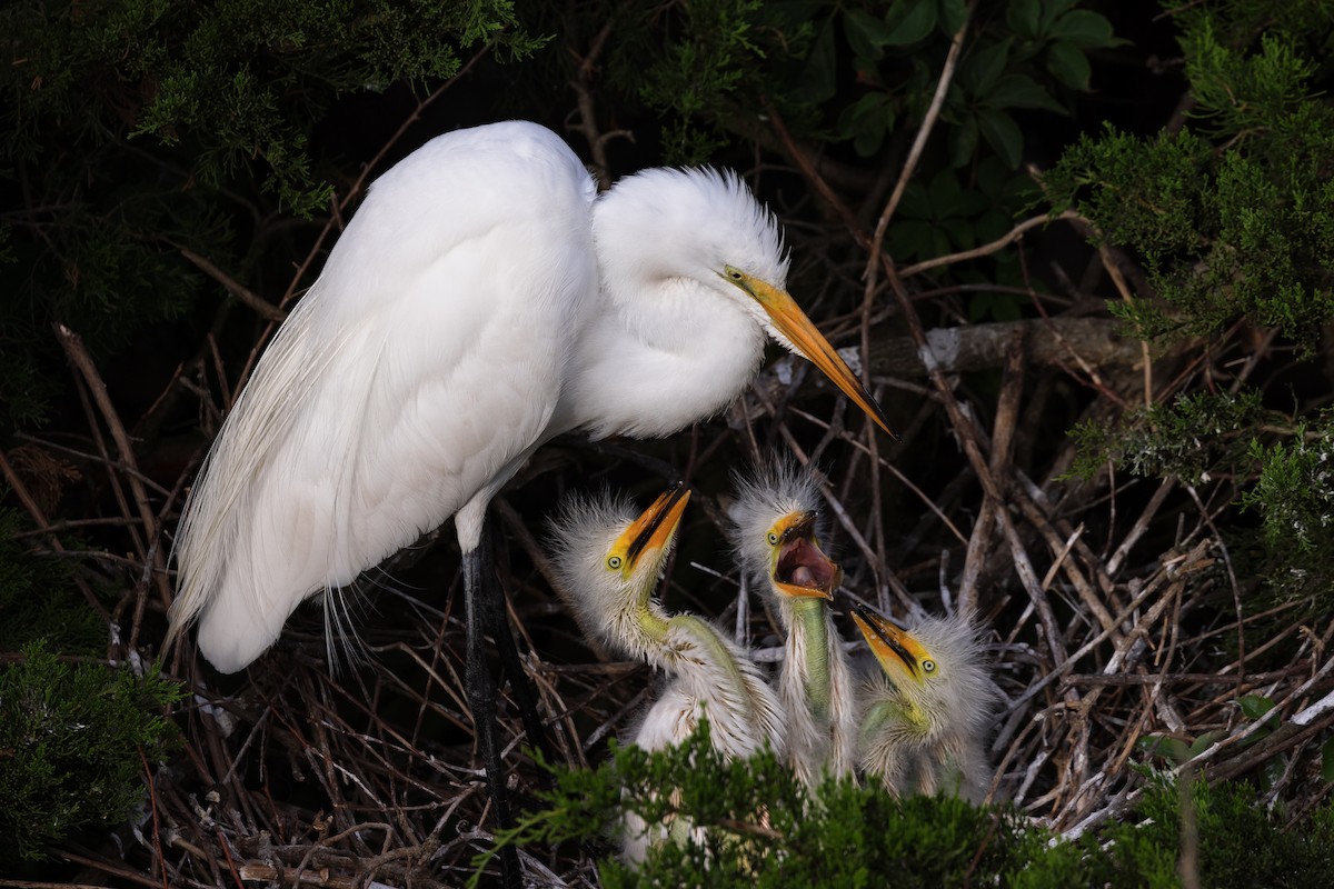 Great Egret - ML465768261