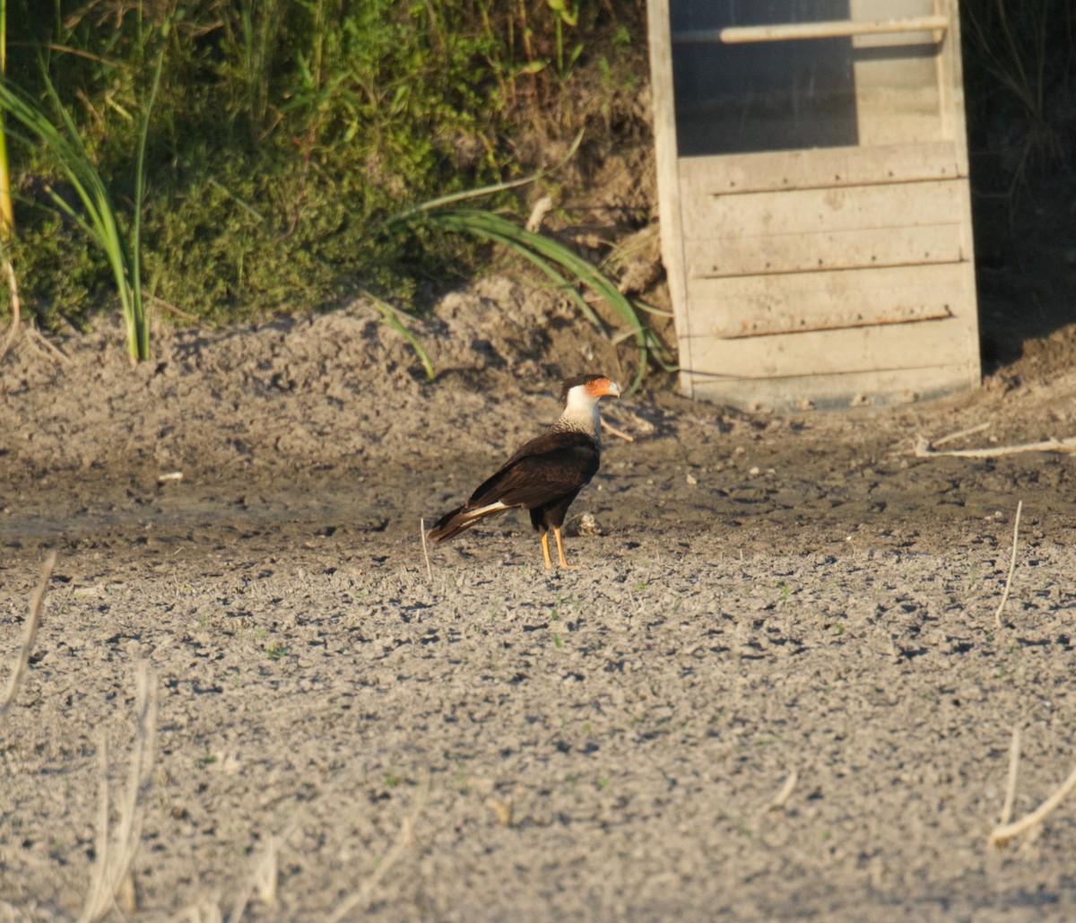 Caracara huppé - ML465769101