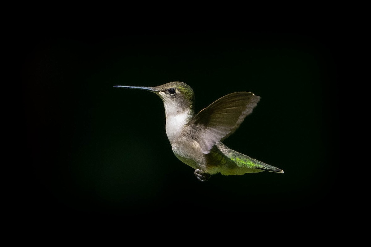 Ruby-throated Hummingbird - ML465769461