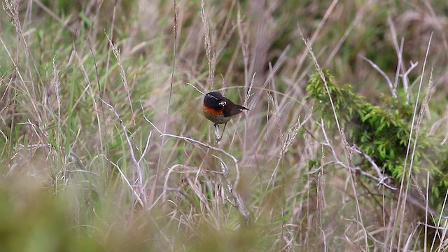 Collared Bush-Robin - ML465770051