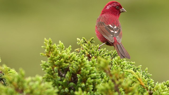 Taiwan Rosefinch - ML465770081