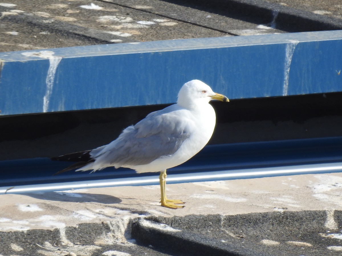 racek kroužkozobý - ML465770231