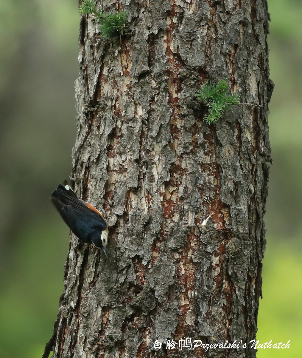 Przevalski's Nuthatch - Qiang Zeng