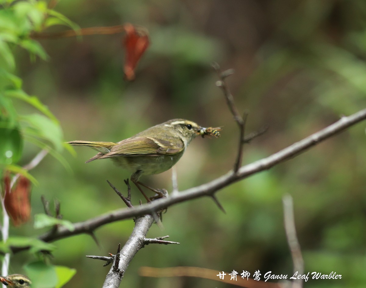 Gansu Leaf Warbler - ML465771231