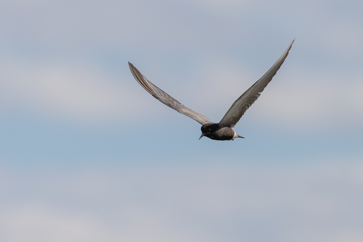 Black Tern - ML465772821