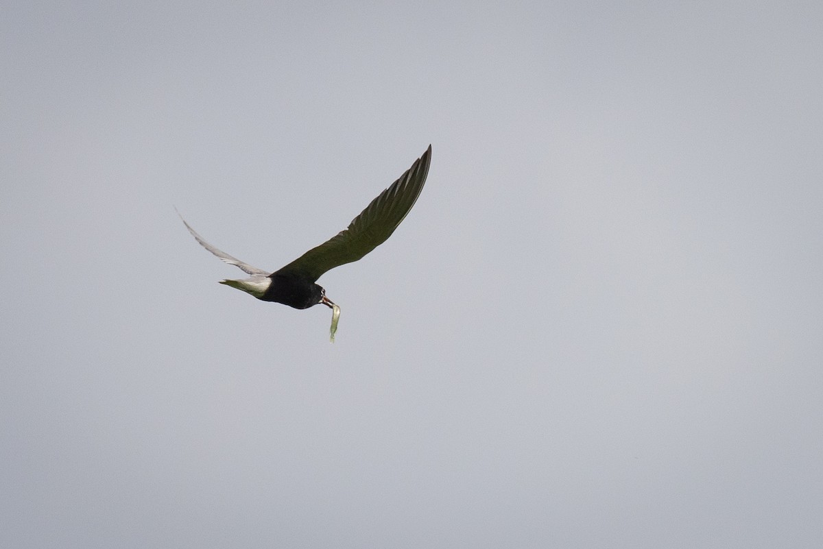 Black Tern - ML465772831