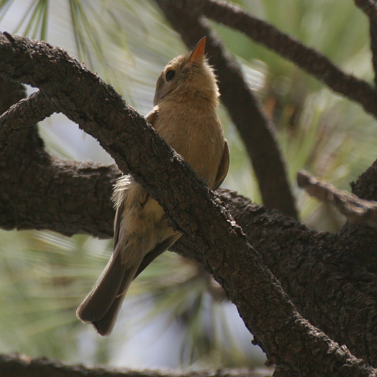 Buff-breasted Flycatcher - ML465773471