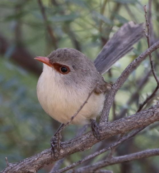 Purple-backed Fairywren - ML465773561