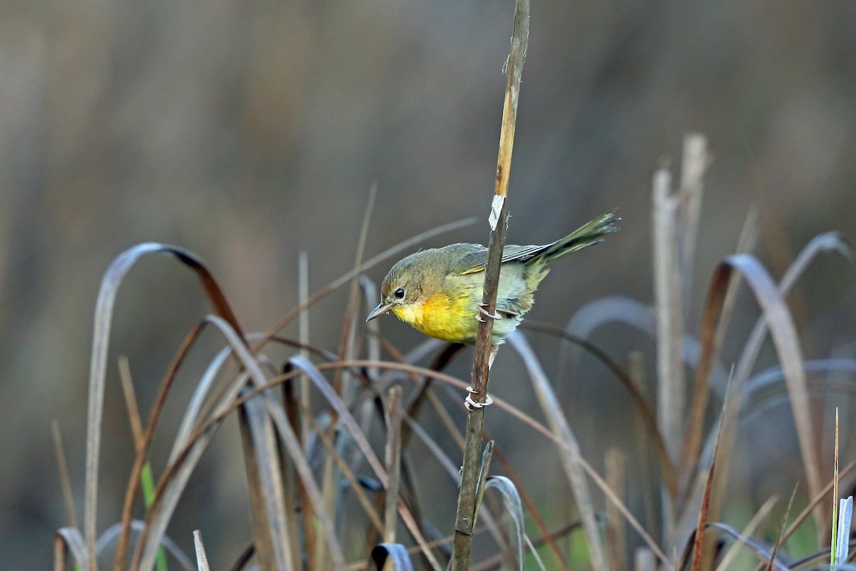 Common Yellowthroat - Nigel Voaden