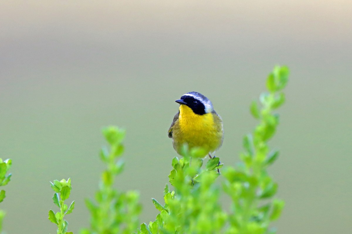 Common Yellowthroat - Nigel Voaden