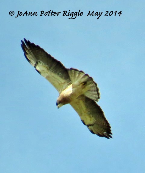 Swainson's Hawk - ML46577411