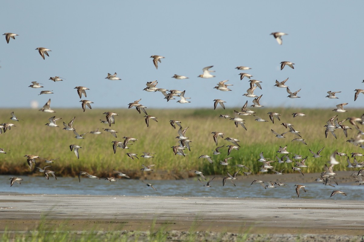 Greater Sand-Plover - ML465774181