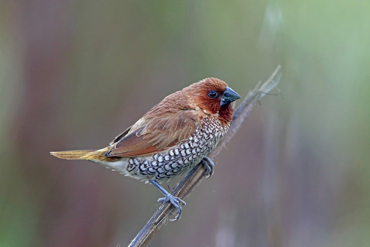 Capuchino Punteado (punctulata) - ML46577461