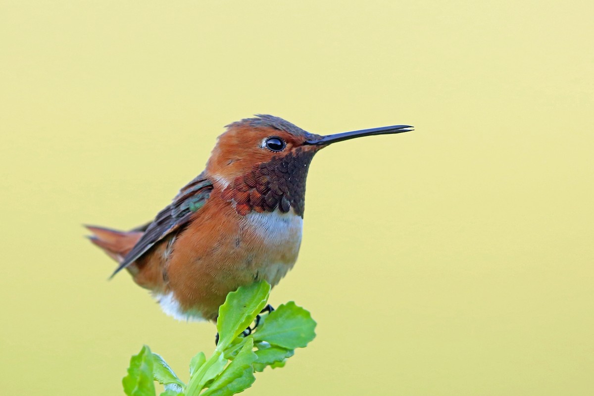 Colibrí de Allen - ML46577481