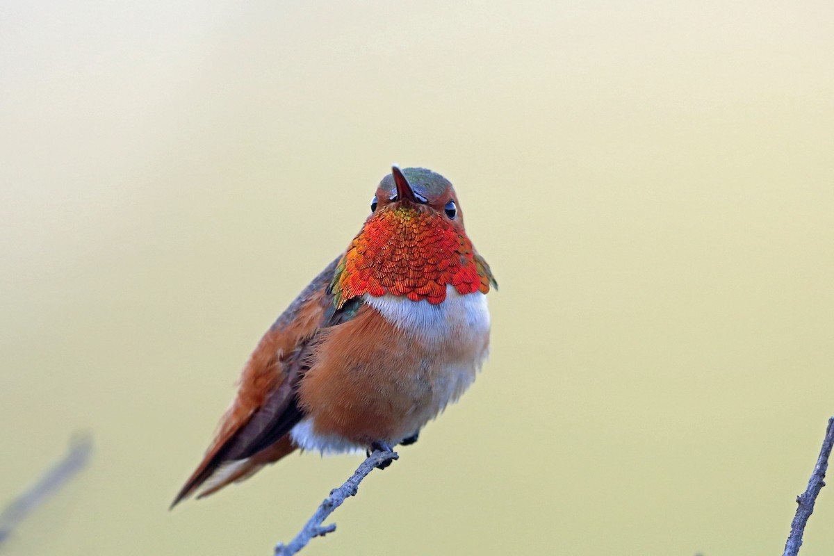 Colibrí de Allen - ML46577491