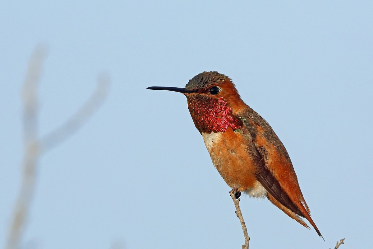 Colibrí de Allen - ML46577501