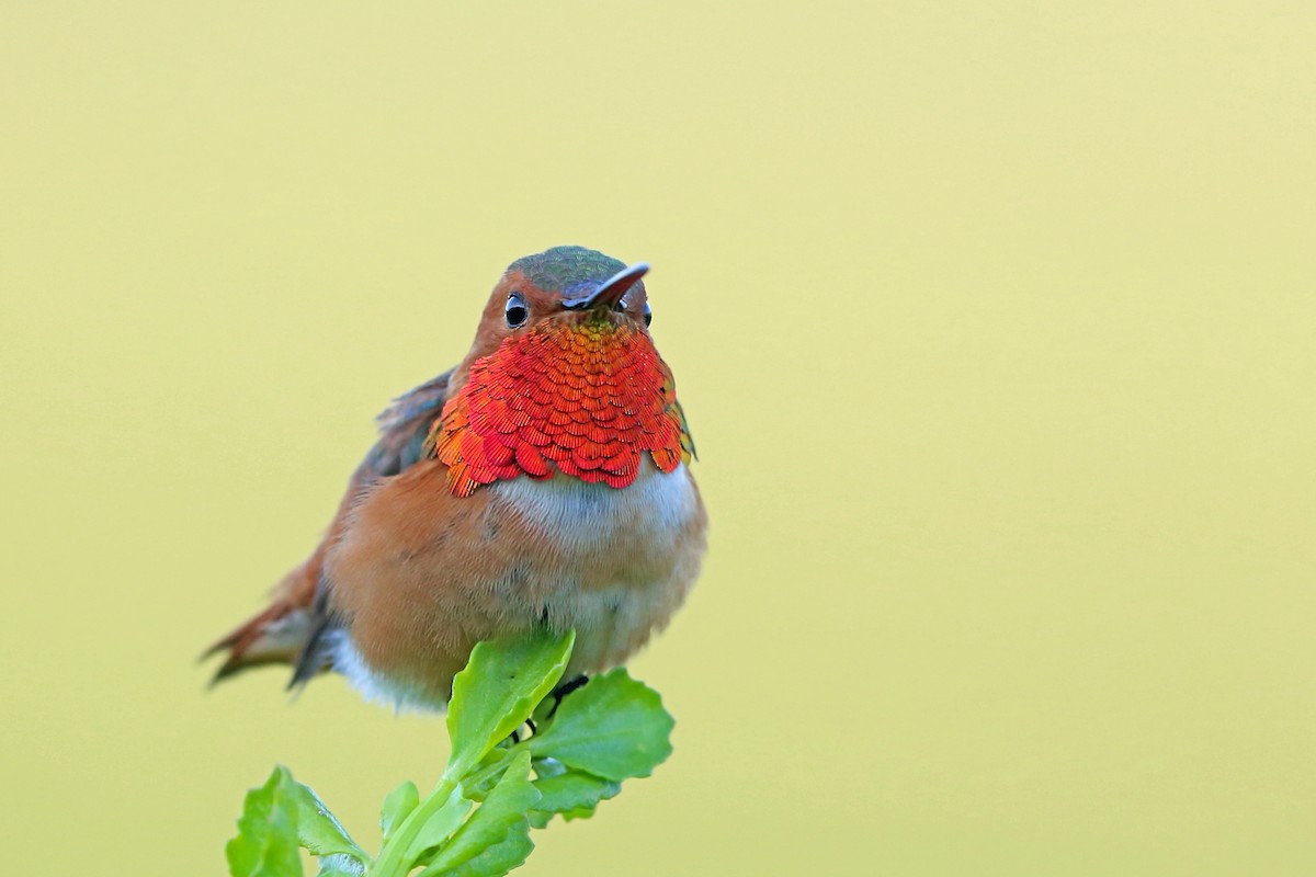 Colibrí de Allen - ML46577511