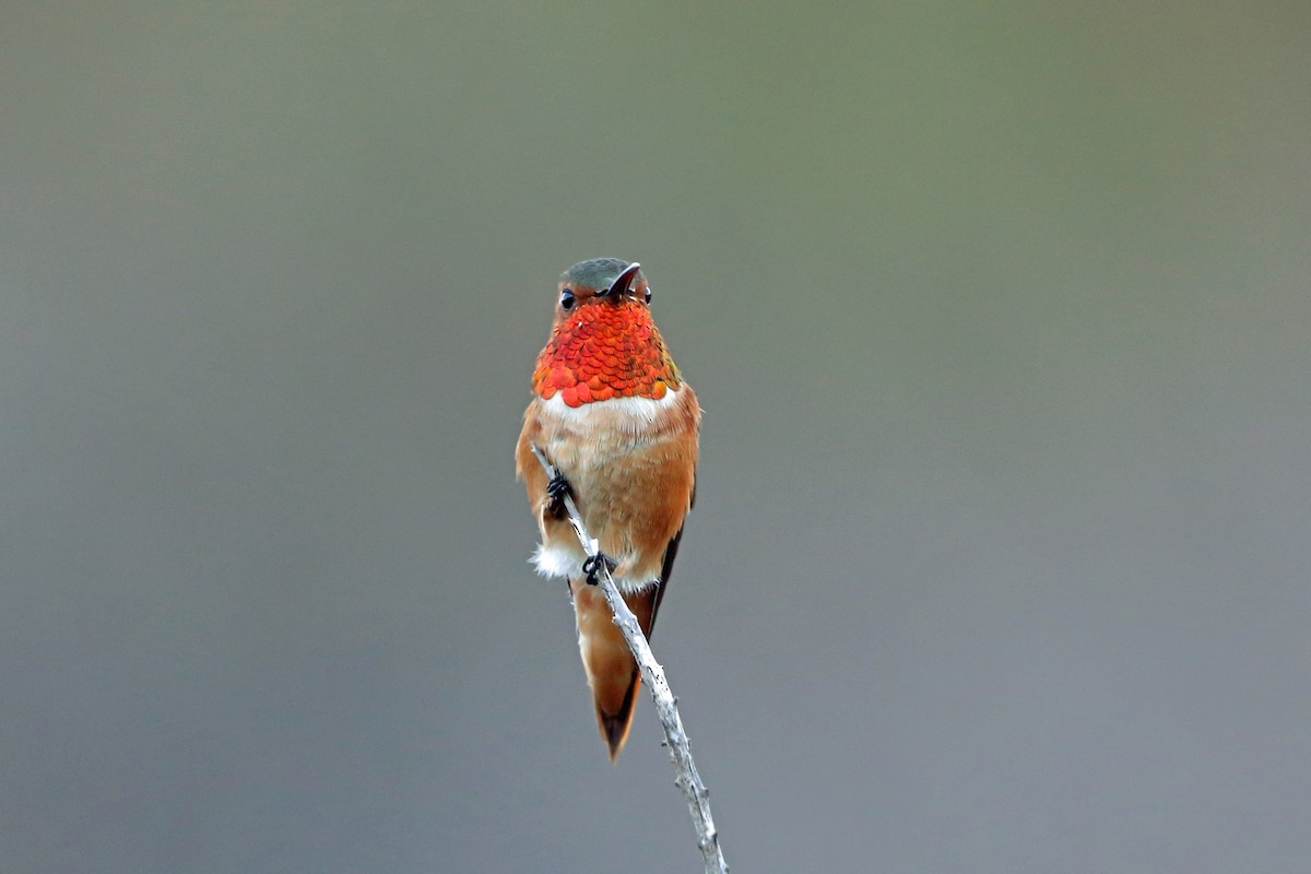 Colibrí de Allen - ML46577521