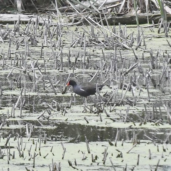 Common Gallinule - ML465775211