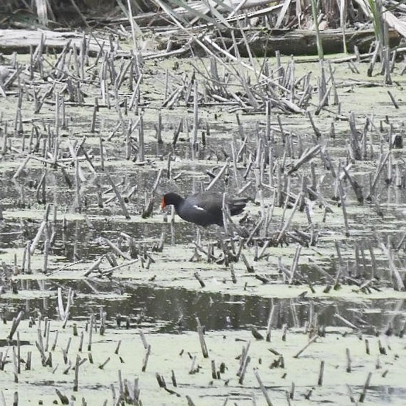 Common Gallinule - ML465775221