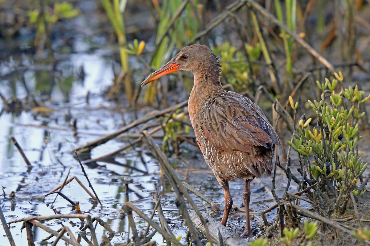 Rascón de Ridgway (levipes) - ML46577531