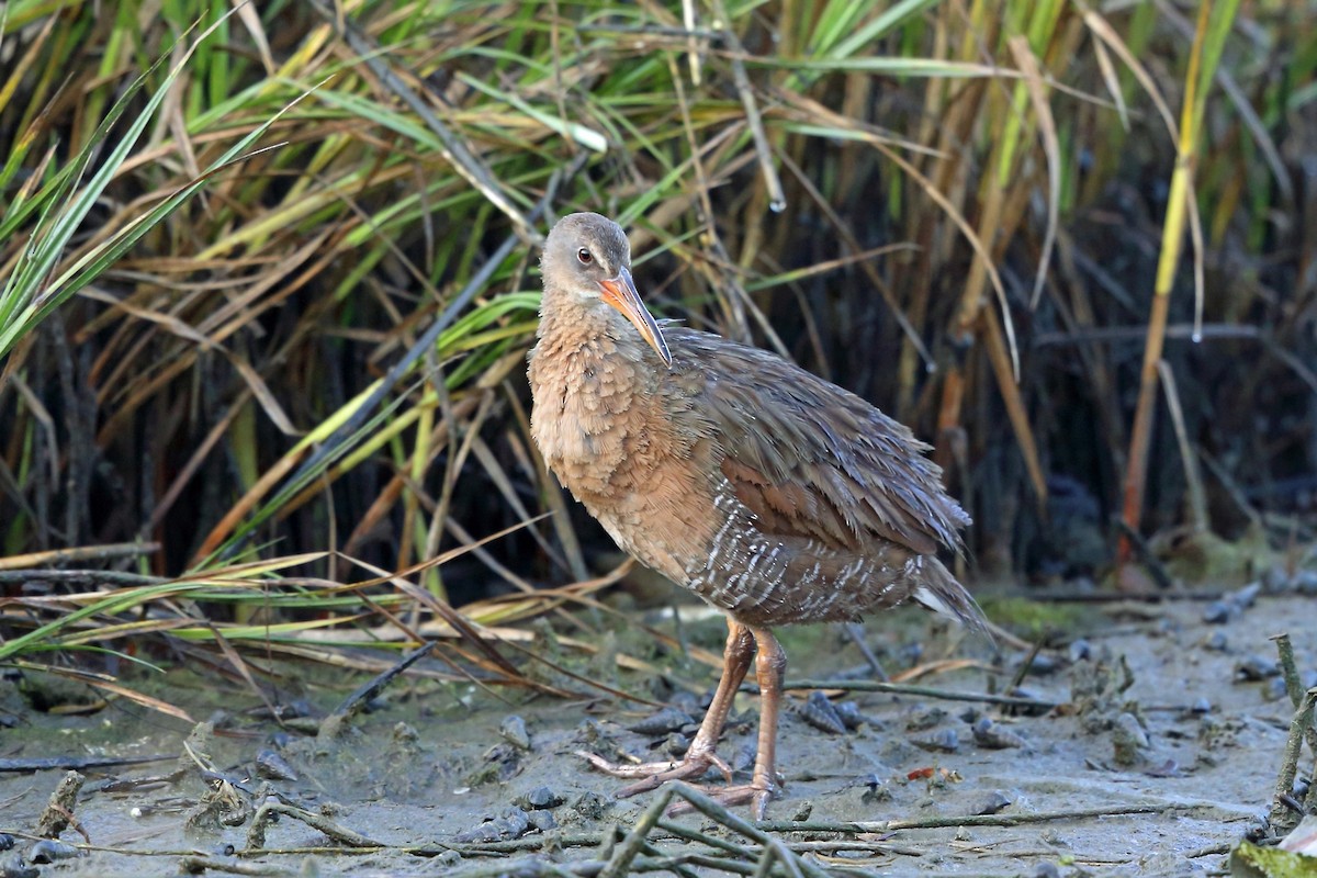 Rascón de Ridgway (levipes) - ML46577541