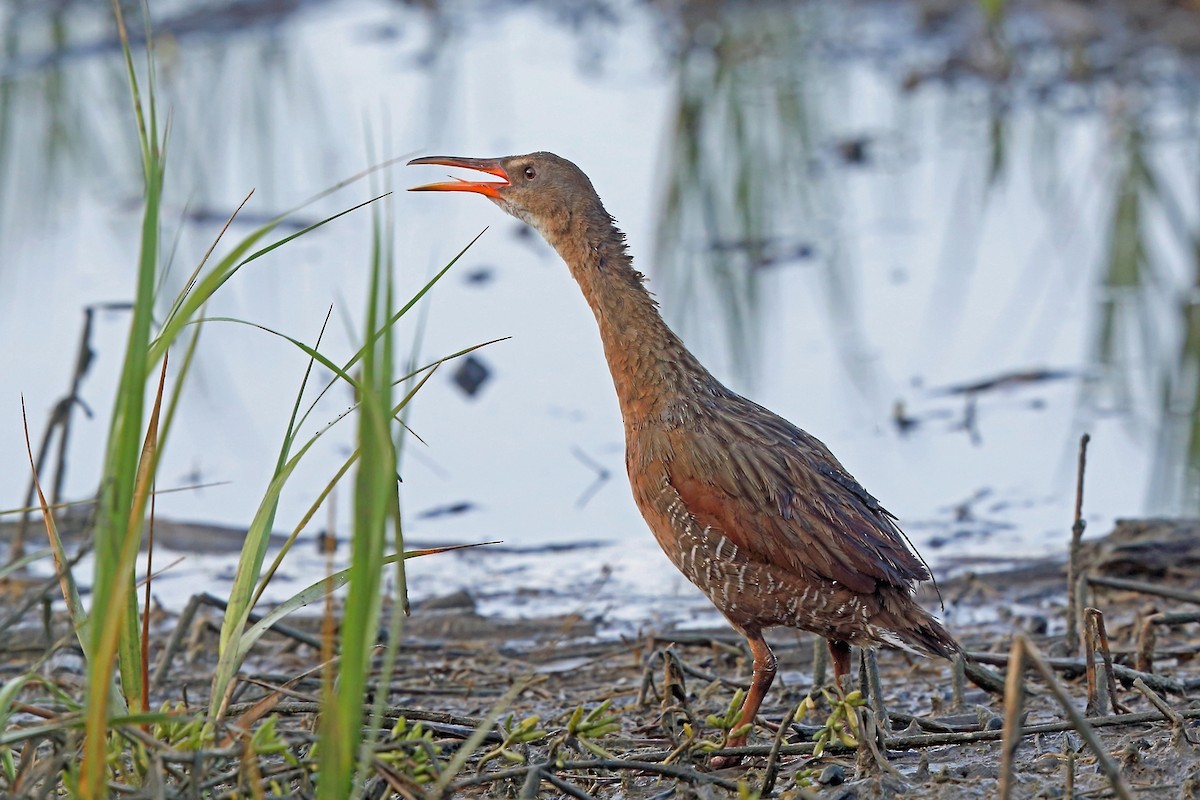 Rascón de Ridgway (levipes) - ML46577551