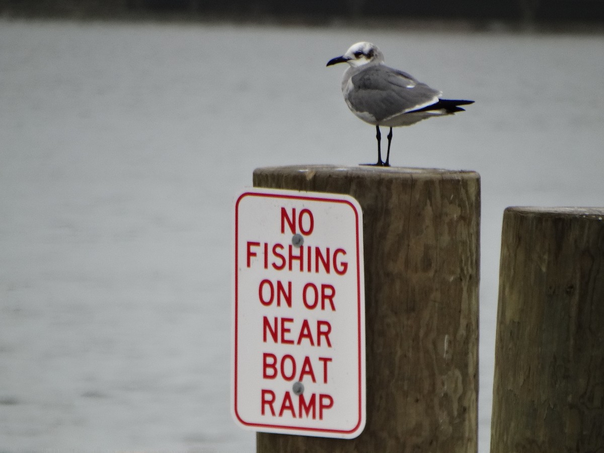 Laughing Gull - ML46577591