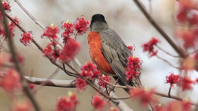 American Robin - ML465776