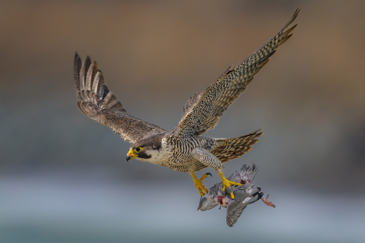 Peregrine Falcon - ML465776671
