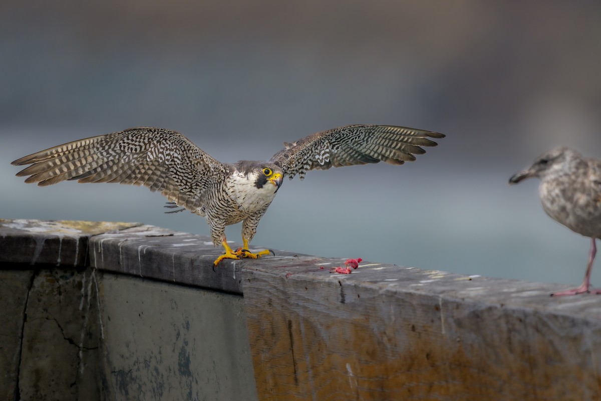 Peregrine Falcon - David Chamberlin