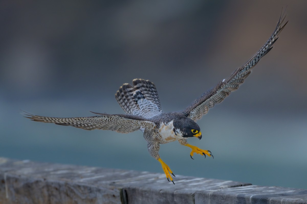 Peregrine Falcon - ML465776691