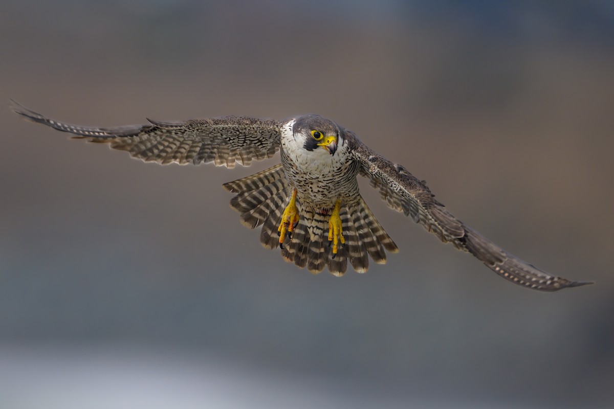 Peregrine Falcon - ML465776701