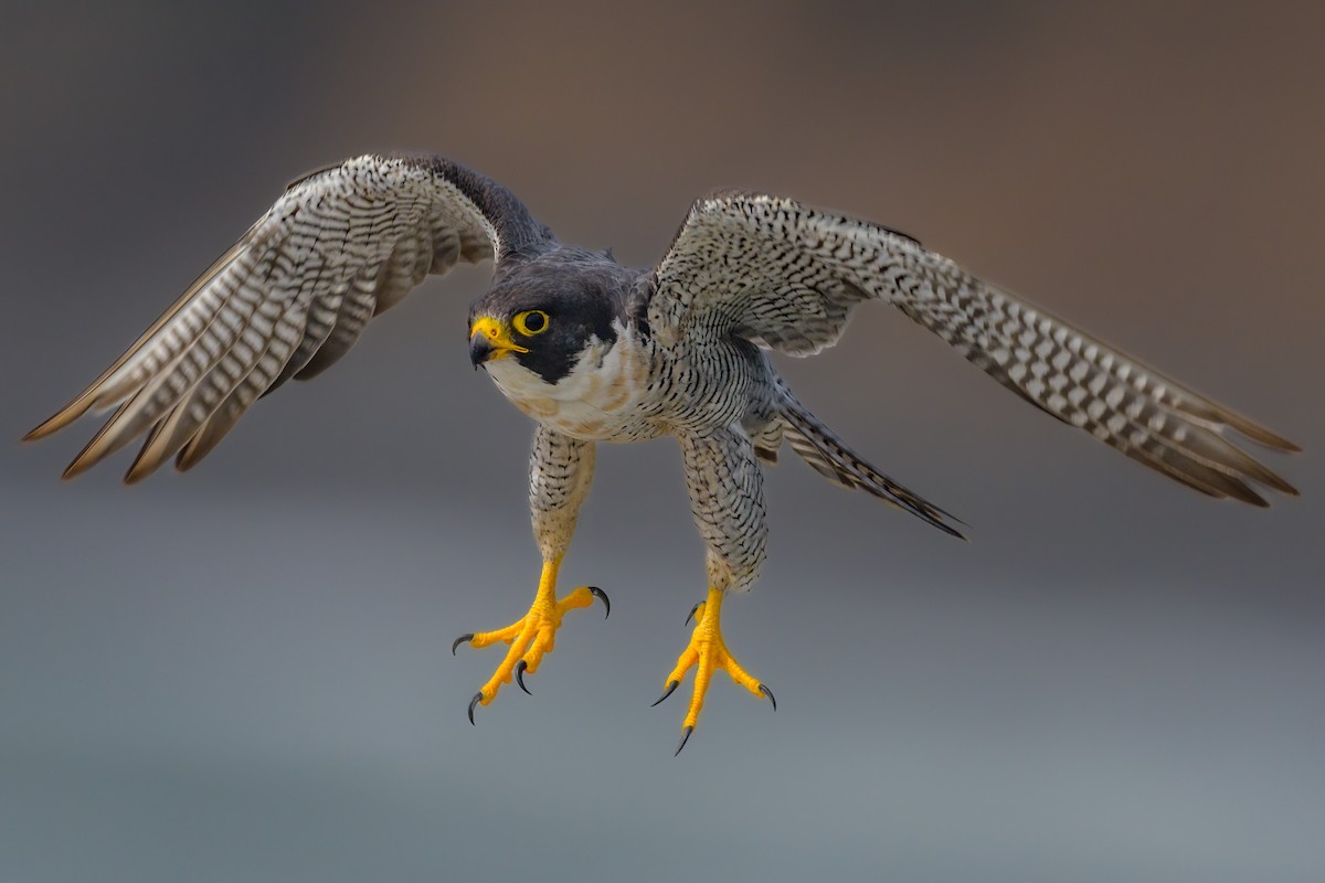 Peregrine Falcon - ML465776711