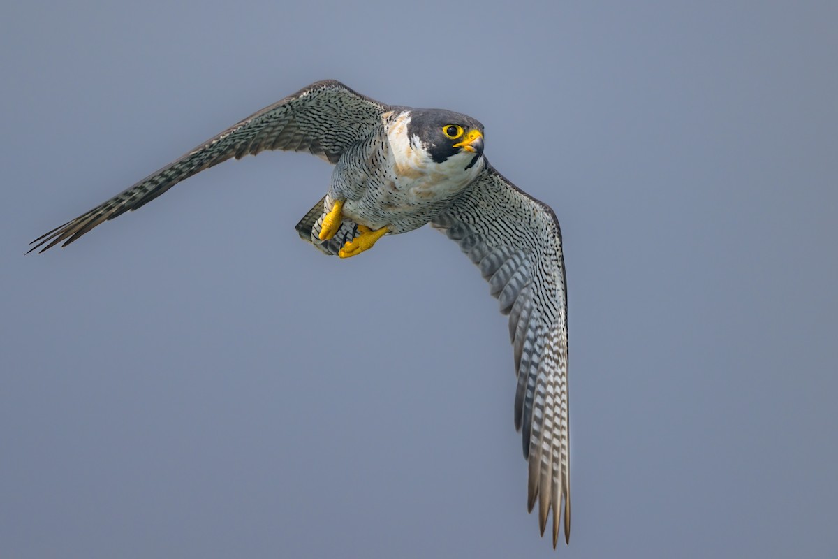 Peregrine Falcon - ML465776721