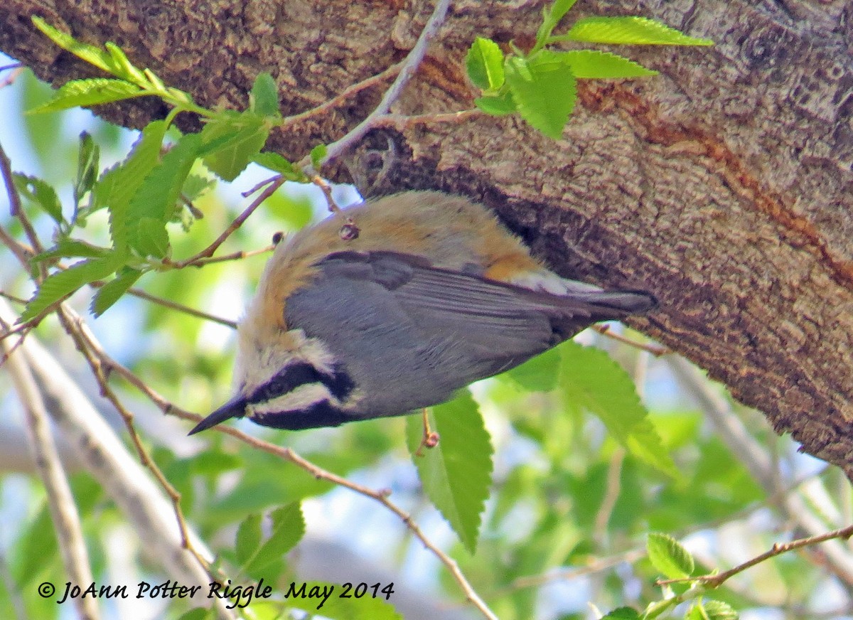 Red-breasted Nuthatch - ML46577681